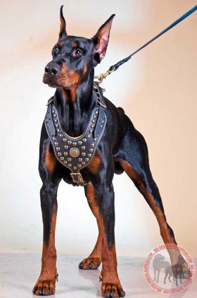 Walking and Training Studded Leather Doberman Harness