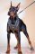 Walking and Training Studded Leather Doberman Harness