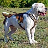 Leather American Bulldog Harness with Brass Studs for Walking