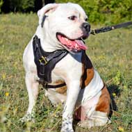 Leather American Bulldog Harness with Y-Shape Padded Chest Plate for Agitation Training