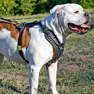 Studded leather American Bulldog Harness with Nappa Padded Chest Plate