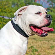 Training Leather American Bulldog Collar with Felt Padding