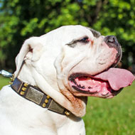 Fashion Leather American Bulldog Collar for Walking Each Day