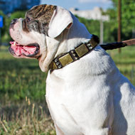 Leather American Bulldog Collar with Spikes and Plates for Daily Walking