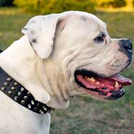 Stylish Leather American Bulldog Collar with Spikes and Studs for Daily Walking