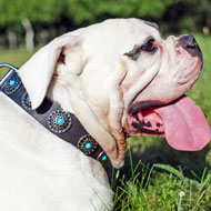 Leather American Bulldog Collar with Blue Stones for Walking and Training