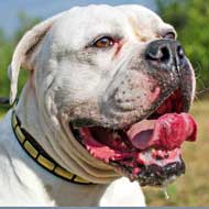 Leather American Bulldog Collar with Brass Plates