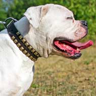 Caterpillar - Studded Leather American Bulldog Collar for Walking and Training