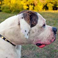 Studded Leather American Bulldog Collar for Everyday Walking