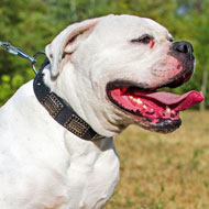 Leather American Bulldog Collar with Curved Nickel Plates for Walking and Training