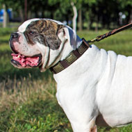 Fashion Leather American Bulldog Collar with Figured Plates for Walking and Training