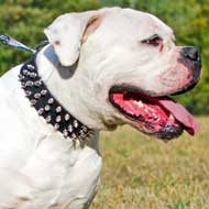 Spiked Leather American Bulldog Collar for Walking