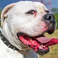 Spiked Leather Collar for American Bulldog Daily Walking