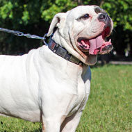Designer Leather American Bulldog Collar with Plates and Pyramids for Daily Walking