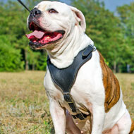 Padded Leather American Bulldog Harness for Agitation Work