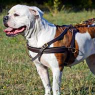 Leather American Bulldog Harness for Pulling Tracking Training and Walking