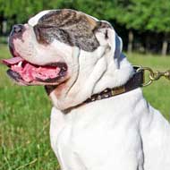 Leather American Bulldog Pull Tab - Short Dog Leash