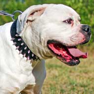 Nickel Spiked Leather American Bulldog Collar for Daily Walking