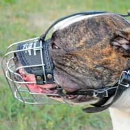Wire Cage American Bulldog Muzzle for Walking and Training