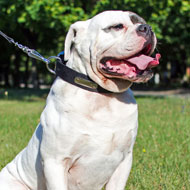 Any Weather Nylon American Bulldog Collar with ID Tag for Walking and Training