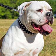 Spiked Nylon American Bulldog Collar for Everyday Walking