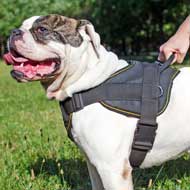 Nylon American Bulldog Harness for Pulling / Tracking / Training / Walking