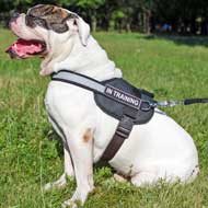Lightweight Nylon American Bulldog Harness for Pulling, Tracking, Training and Walking