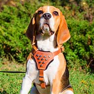 Leather Dog Harness Decorated with Pyramids for Puppies and Small Breeds Daily Walking and Training