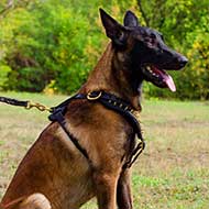 Belgian Malinois Harness For Stylish Walking And Training