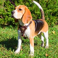 Leather Puppy Harness with Nappa Padding