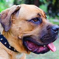 Leather Spiked Cane Corso Collar for Everyday Walks