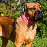 Pink Leather Cane Corso Collar with Spikes
