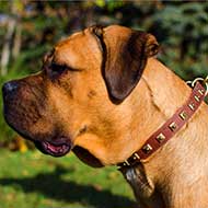 Leather Cane Corso Collar with Brass Studs