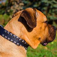 Leather Cane Corso Collar with Nickel Studs Called "Caterpillar"
