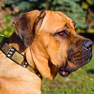 Leather Cane Corso Collar with Brass Plates and Nickel Spikes