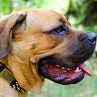 Decorated Cane Corso Collar for Walking in Style