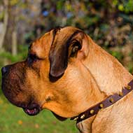 Spiked Leather Cane Corso Collar for Walking and Training