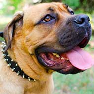 Leather Spiked Cane Corso Collar for Everyday Walking