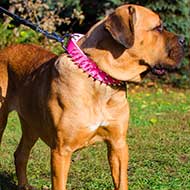 Pink Leather Cane Corso Collar with 3 Rows of Spikes