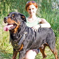 Designer Padded Leather Rottweiler Harness for Walking and Training