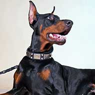 Leather Doberman Collar with Vintage Nickel Plates and Studs