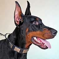 Walking in Style Leather Doberman Collar with Nickel Plates