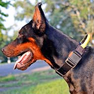 Nylon Doberman Collar with Durable Handle and Quick Release Button