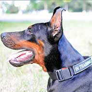 Nylon Doberman Collar with ID Patches