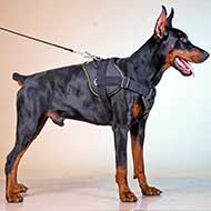 Pulling Tracking Training Walking Nylon Doberman Harness