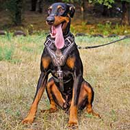 Attack Training Painted Leather Doberman Harness Barbed Wire