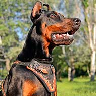 Agitation Training Leather Doberman Harness with Painting
