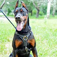 Leather Doberman Harness for Tracking and Walking