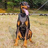Spiked Leather Doberman Harness for Walking