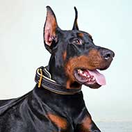 Walking and Training Nappa Padded Doberman Leather Collar